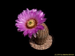 Echinocereus reichenbachii 1109